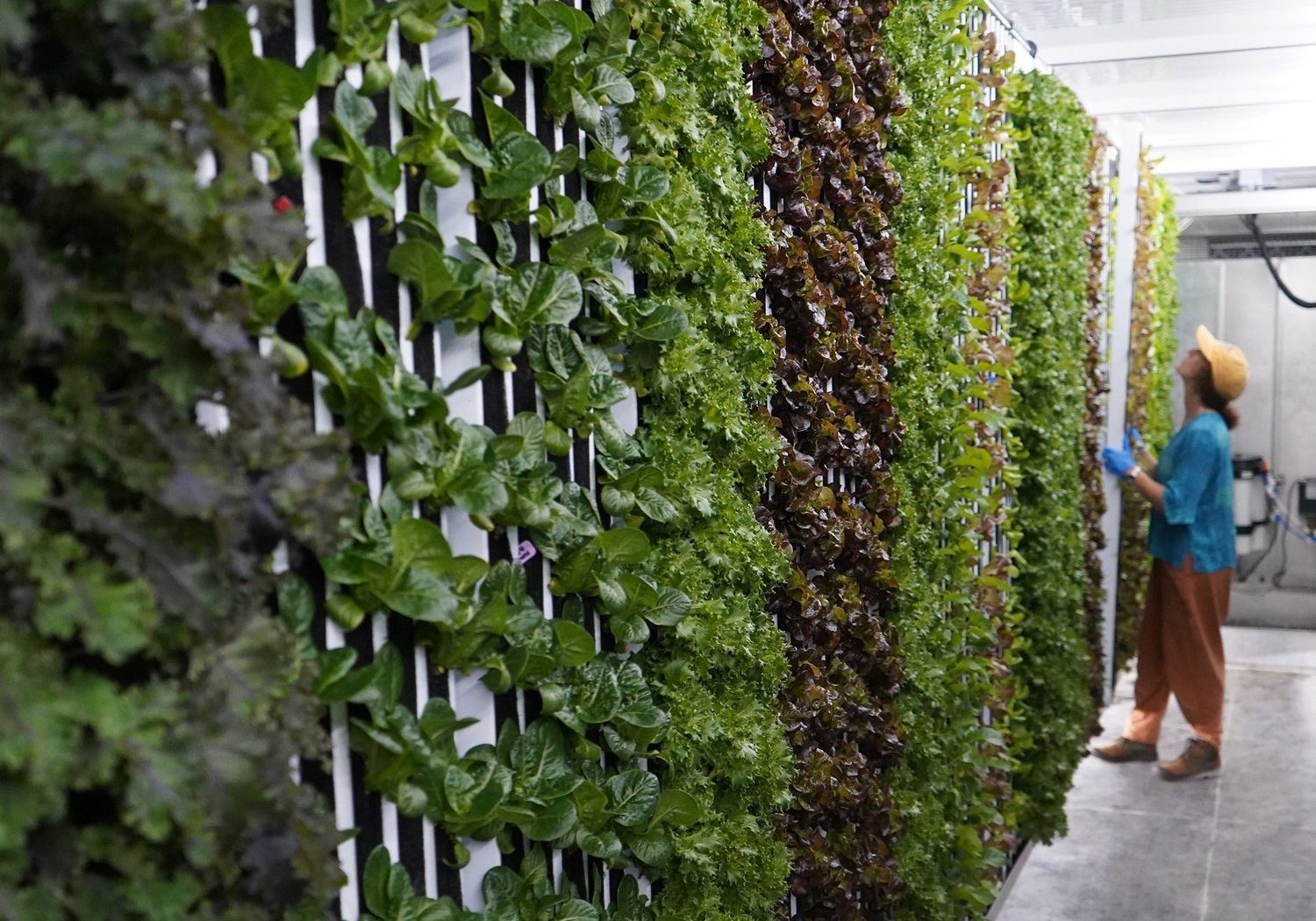 Freight-Farms-Gallery-Grow-Rows-8