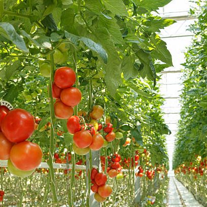tomatoes in the greenhouse